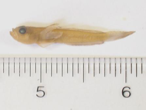 Microgobius thalassinus