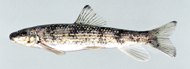 Moxostoma cervinum