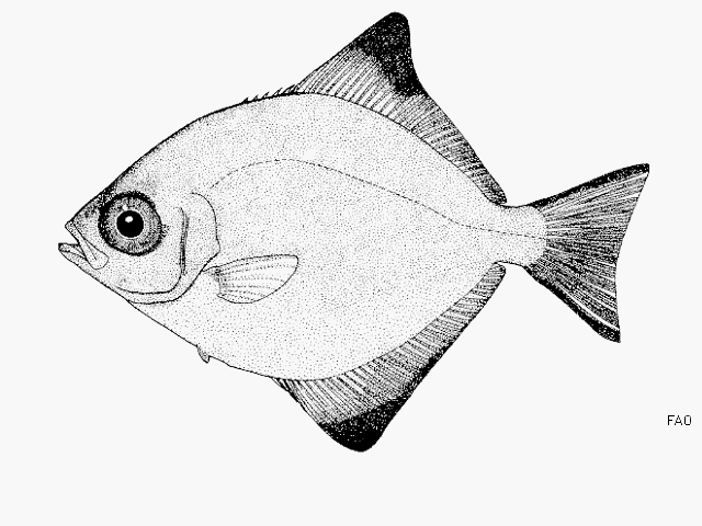 Monodactylus falciformis