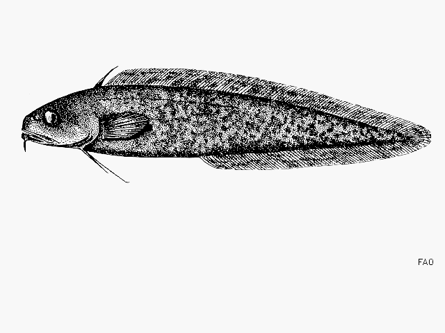 Muraenolepis marmorata