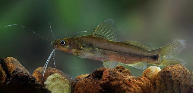 Mystus ankutta