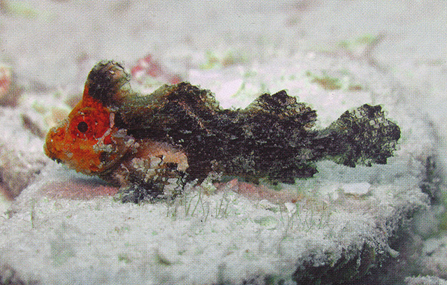 Neoaploactis tridorsalis