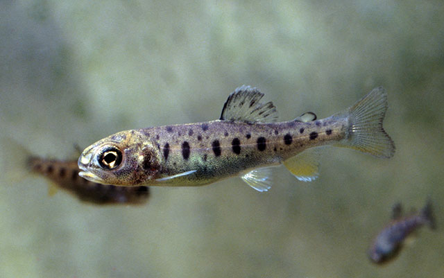 Oncorhynchus mykiss