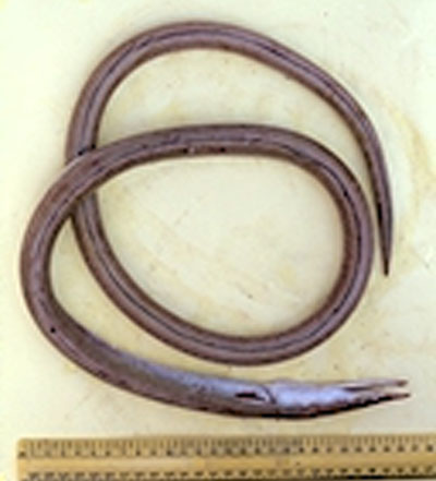 Ophisurus serpens