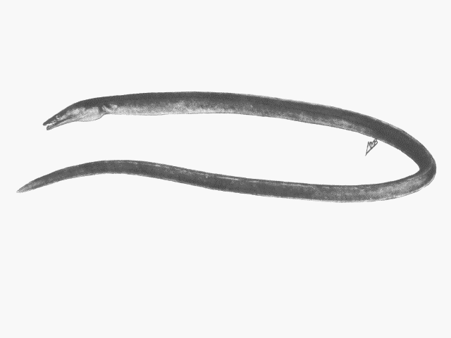 Ophisurus serpens