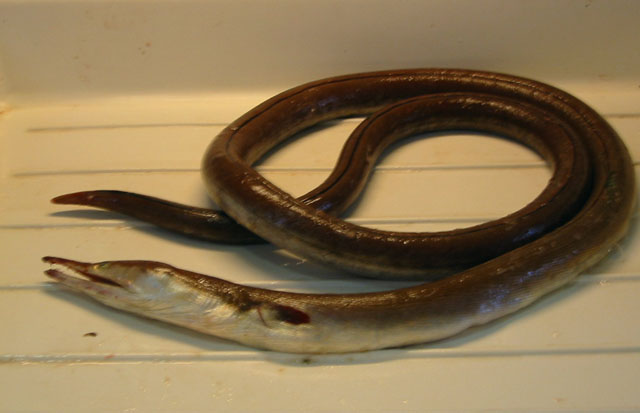 Ophisurus serpens