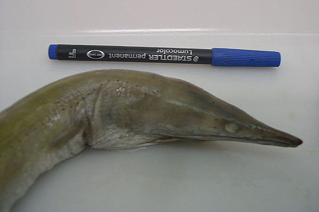 Ophisurus serpens