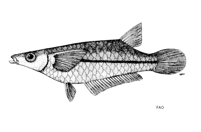 Oryzias javanicus