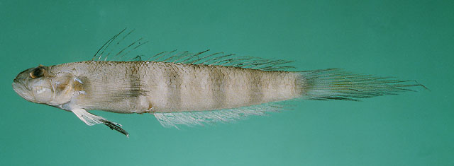Oxyurichthys paulae