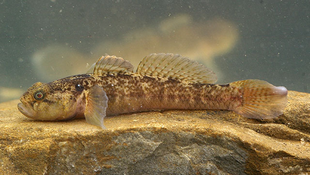 Padogobius bonelli