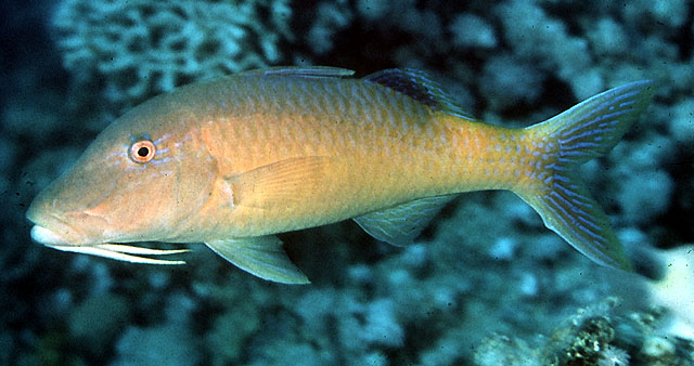 Parupeneus cyclostomus