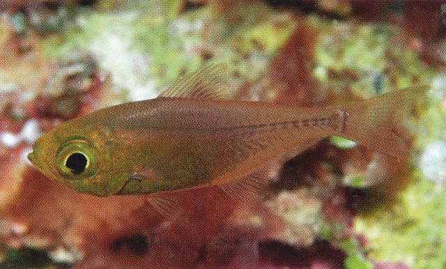 Parapriacanthus dispar