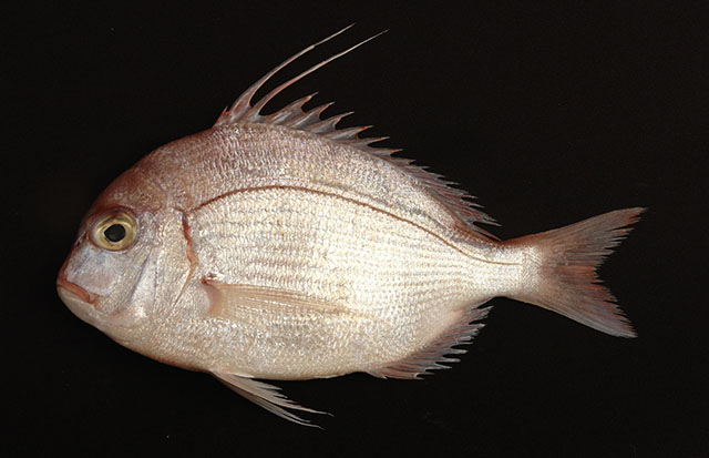 Parargyrops edita