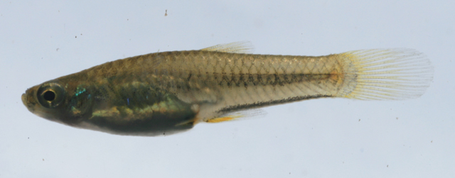 Poecilia hollandi