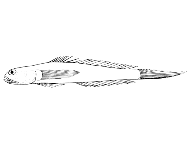 Parrella macropteryx