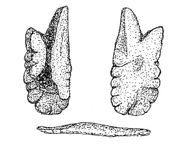 Paranotothenia magellanica
