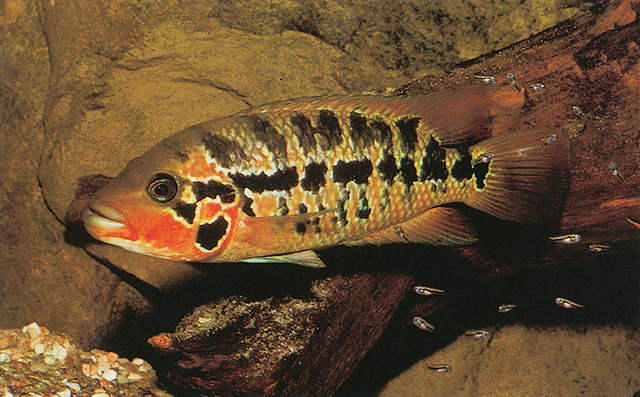 Parachromis motaguensis