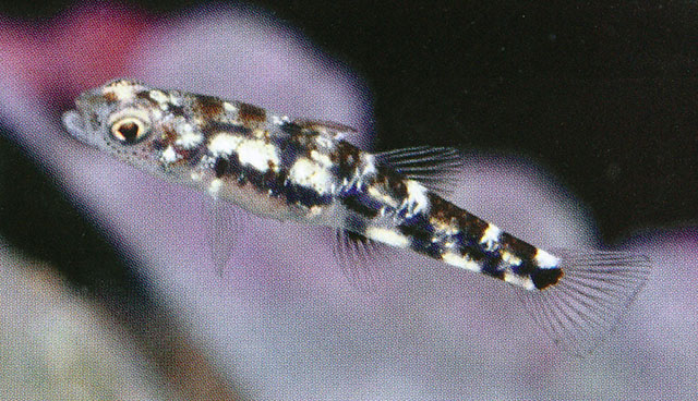 Pandaka pygmaea
