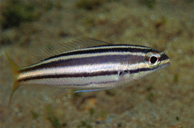 Pentapodus bifasciatus