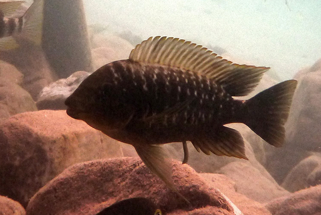 Petrochromis ephippium