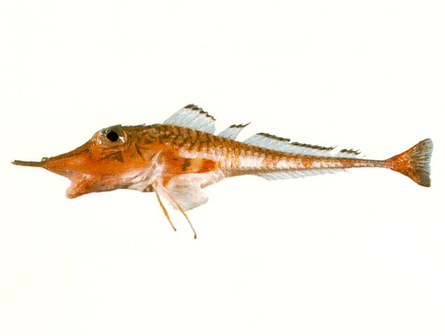 Peristedion liorhynchus