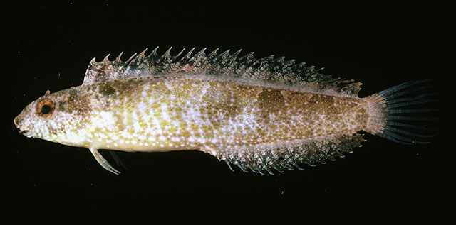 Petroscirtes variabilis