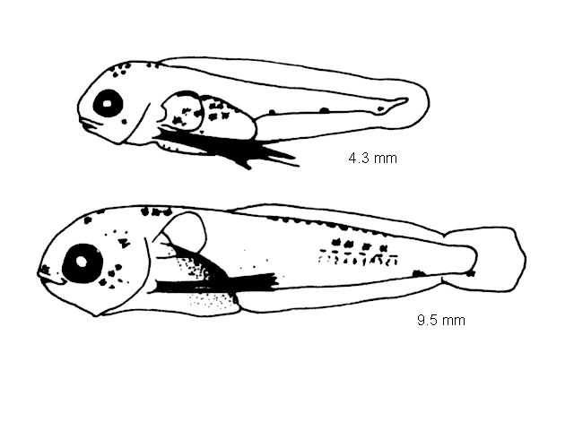 Phycis blennoides