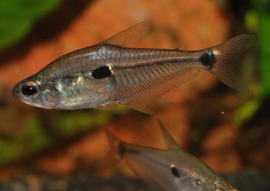 Phenacogaster tegatus
