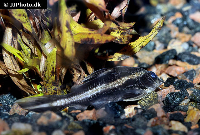 Platydoras armatulus