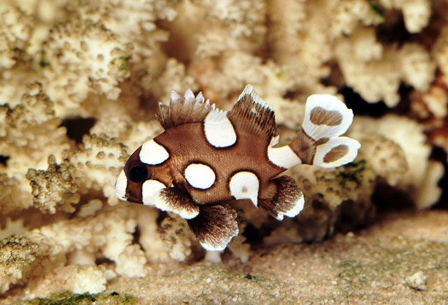 Plectorhinchus chaetodonoides