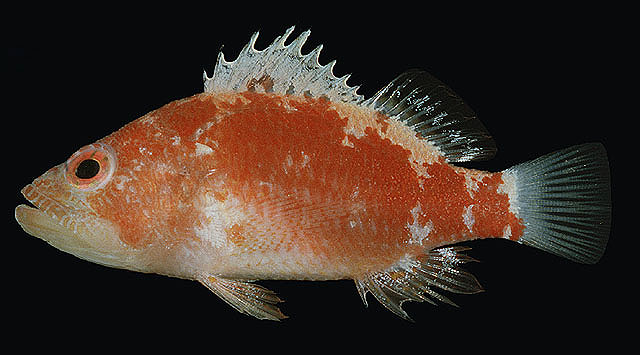 Plectranthias gardineri