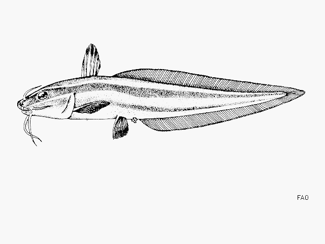 Plotosus lineatus