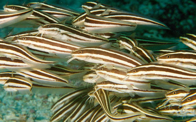 Plotosus lineatus