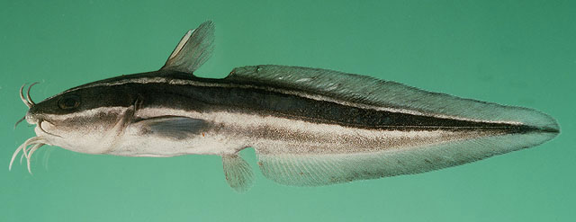 Plotosus lineatus