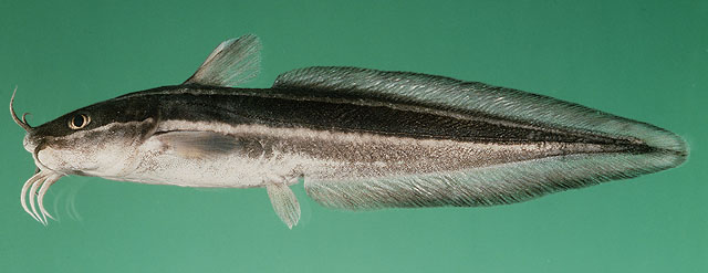 Plotosus lineatus