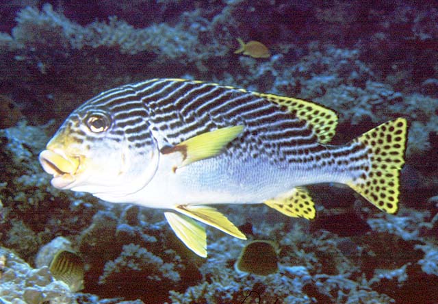 Plectorhinchus lineatus