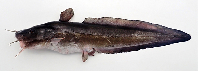 Plotosus lineatus