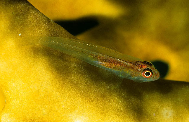 Pleurosicya micheli