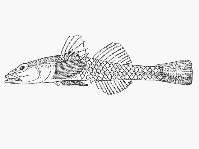Pleurosicya mossambica