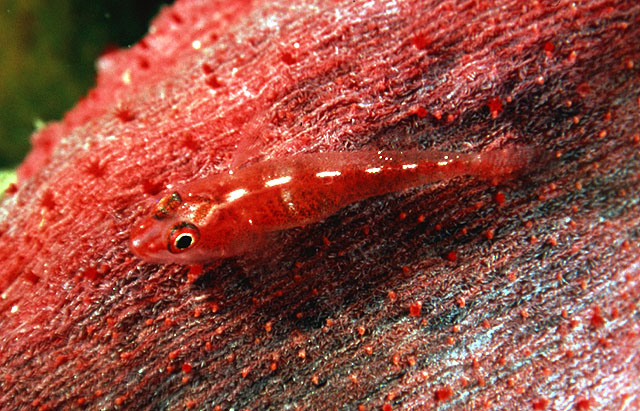Pleurosicya mossambica