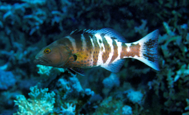 Plectropomus marisrubri