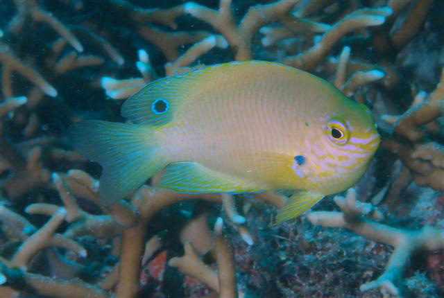 Pomacentrus amboinensis