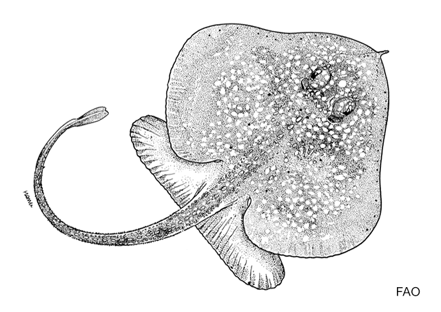 Pseudoraja fischeri
