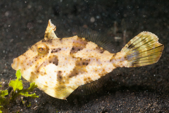 Pseudomonacanthus macrurus