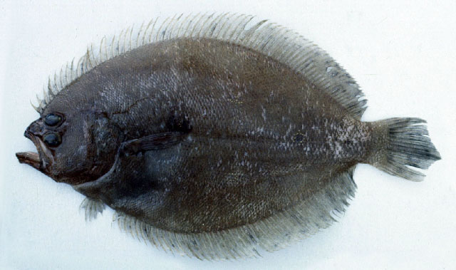 Pseudorhombus malayanus