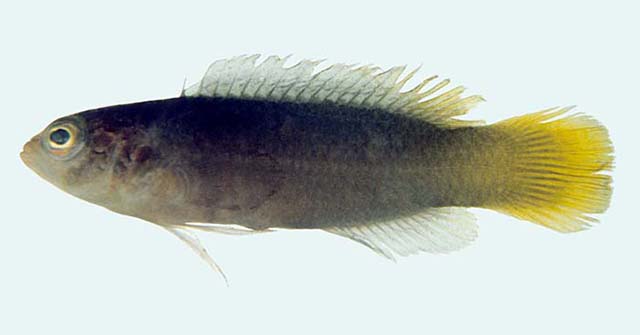 Pseudochromis melanurus