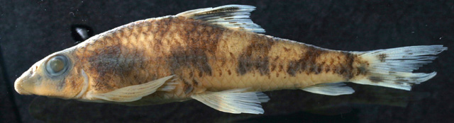 Psilorhynchus nepalensis