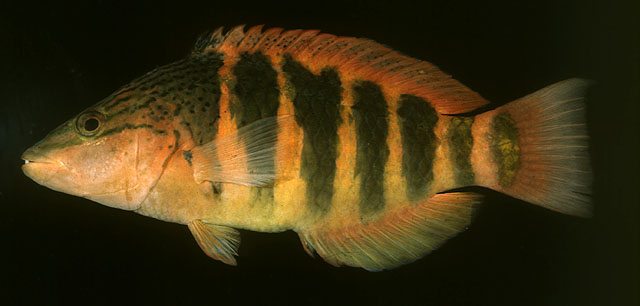 Pseudolabrus torotai