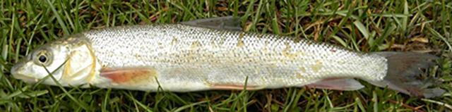 Ptychobarbus dipogon