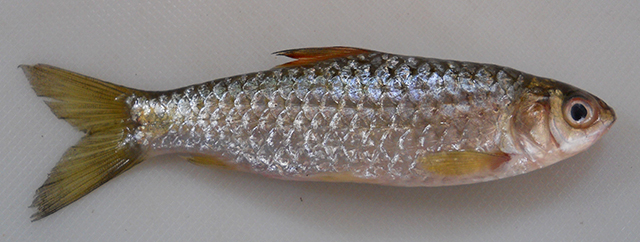 Puntius amphibius